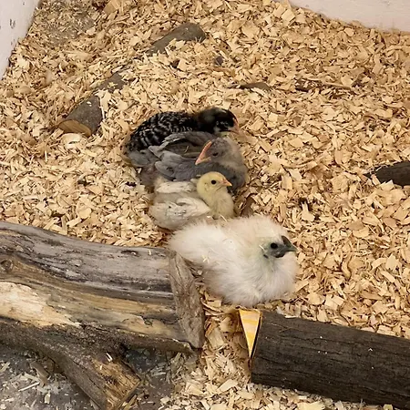 Casa de Férias La Casita De Campo